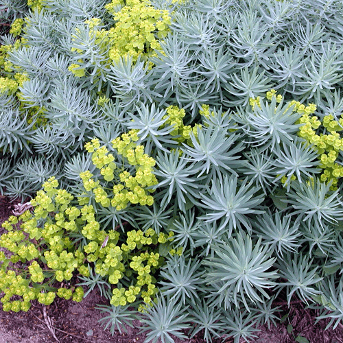 Des images de diff�rentes plantes